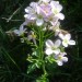 Cardamine � larges feuilles