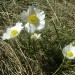 Renoncule des Pyr�n�es