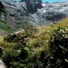 Tusse de Montarqu�