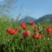 Coquelicot