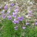 Violette cornue