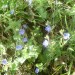 V�ronique petit-ch�ne