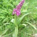 Orchis m�le