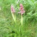 Orchis m�le