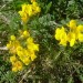 Lotier cornicul�