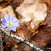 H�pathique