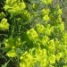 Euphorbe � feuilles dent�es en scie