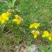 Lotier cornicul�