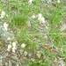 Sil�ne enfl�