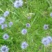 Jasione des montagnes