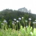 Jasione des montagnes