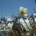 Renoncule des Pyr�n�es