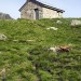 Cabane dets Coubous