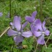 Violette cornue