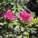 Rhododendron