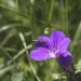 G�ranium des bois