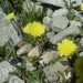 Epervi�re piloselle