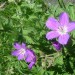 G�ranium des bois