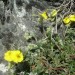 H�lianth�me commun