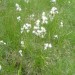 Linaigrette � feuilles �troites