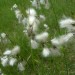 Linaigrette � feuilles �troites