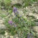 Vip�rine commune