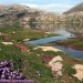 Lac d'Esta�ns et crocus