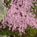 Sil�ne acaule
