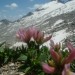Tr�fle des Alpes