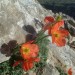 Ursuia2
