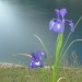 Iris des Pyr�n�es
