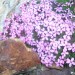 Sil�ne acaule