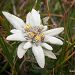 Edelweiss