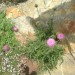 Chardon d�capit�