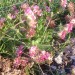 Anthyllide vuln�raire des Pyr�n�es