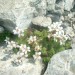 Saxifrage d'Irat