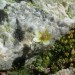 Saxifrage d'Irat