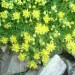 Saxifrage faux-aizoon