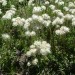 Antennaire dio�que
