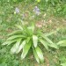 Jacinthe des Pyr�n�es