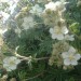 Potentille � feuilles d'alch�mille