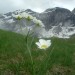 Renoncule des Pyr�n�es