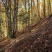 Couleurs d'automne