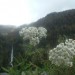 Achill�e millefeuille