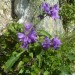 Campanule agglom�r�e