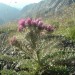 Chardon des Pyr�n�es