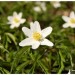 An�mone des bois ou An�mone sylvie
