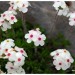 Androsace velue