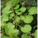 Saxifrage hirsute