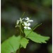 Alliaire officinale